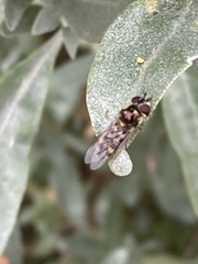 Melangyna