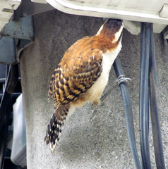 Campylorhynchus rufinucha