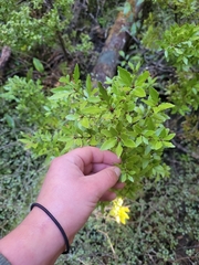 Phyllocladus alpinus