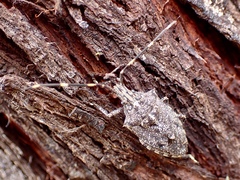 Alcaeus varicornis