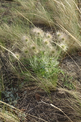 Pulsatilla turczaninovii