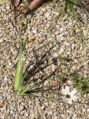 Sisyrinchium micranthum