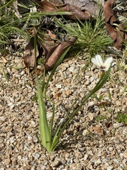 Sisyrinchium micranthum