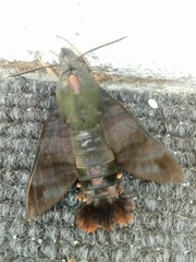 Macroglossum divergens