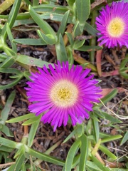 Carpobrotus rossii