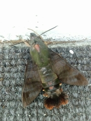 Macroglossum divergens