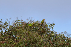 Eupsittula canicularis