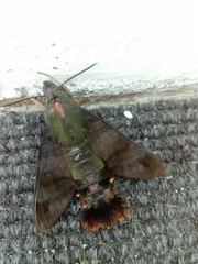 Macroglossum divergens