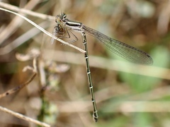 Austroagrion watsoni