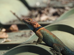 Sceloporus cyanogenys
