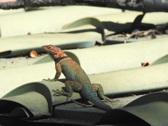 Sceloporus cyanogenys