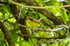 Basileuterus delattrii