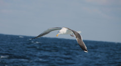 Larus marinus