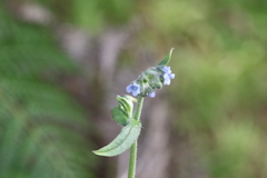 Cynoglossum australe