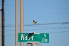 Tyrannus melancholicus