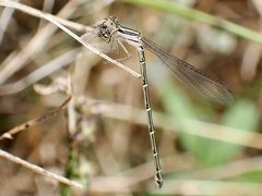 Austroagrion watsoni