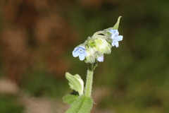Cynoglossum australe