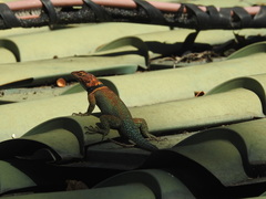 Sceloporus cyanogenys