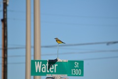 Tyrannus melancholicus