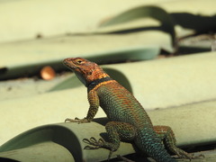 Sceloporus cyanogenys