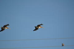 Pelecanus occidentalis