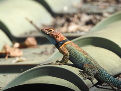 Sceloporus cyanogenys