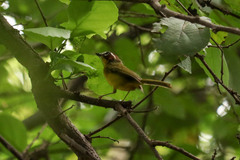 Basileuterus delattrii