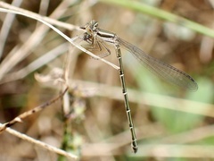 Austroagrion watsoni