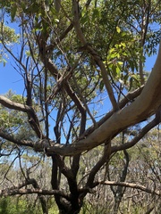 Eucalyptus botryoides