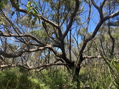 Eucalyptus botryoides