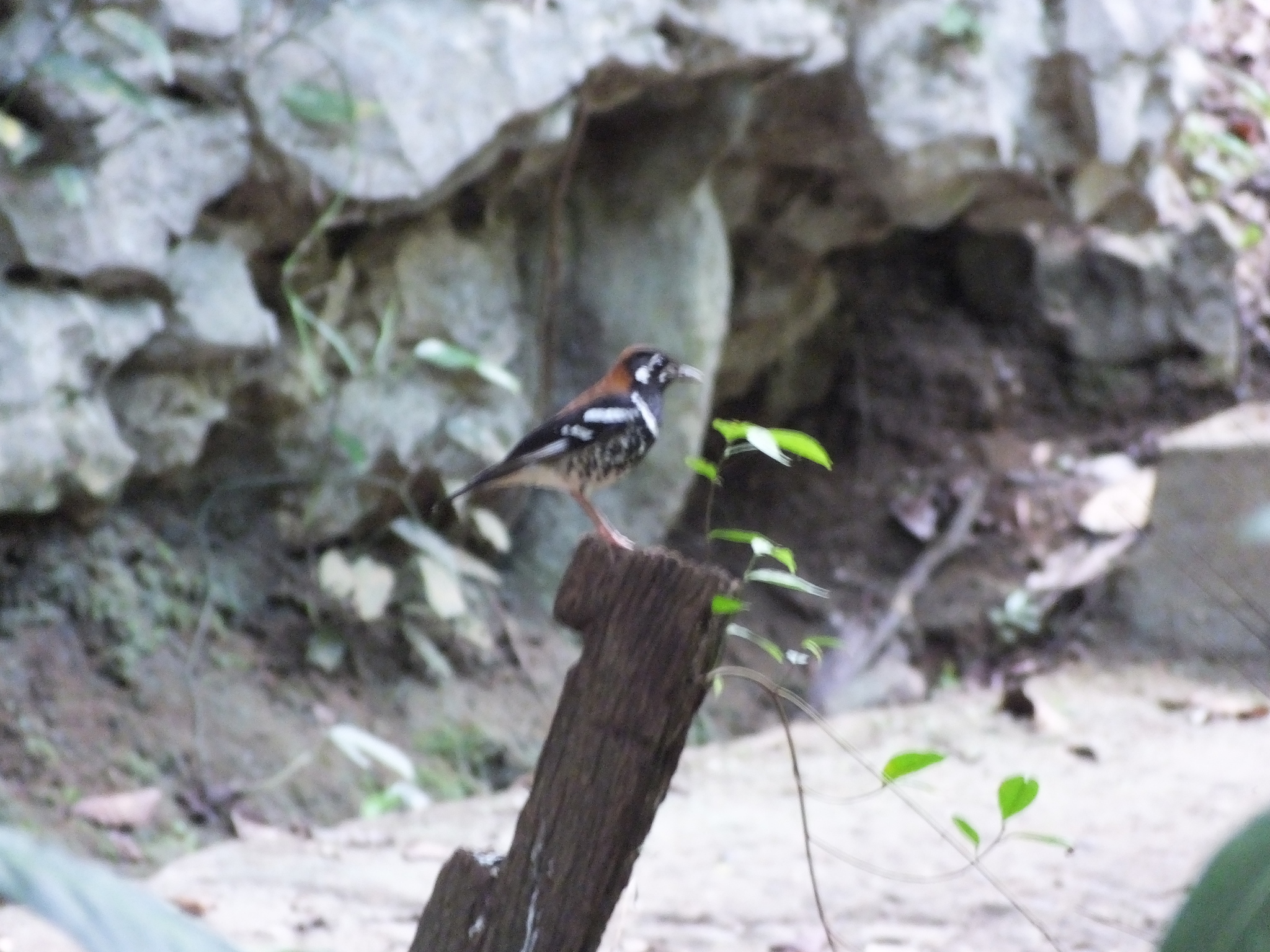 Red-backed Thrush (Geokichla erythronota), photo 5