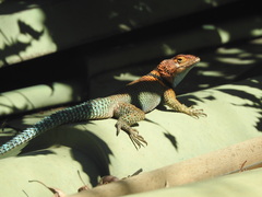 Sceloporus cyanogenys