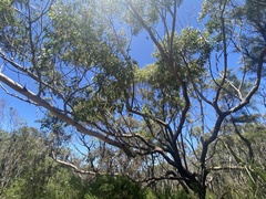 Eucalyptus botryoides