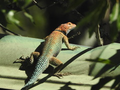 Sceloporus cyanogenys