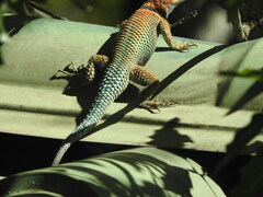 Sceloporus cyanogenys
