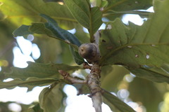 Quercus aliena