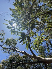 Eucalyptus botryoides