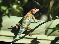 Sceloporus cyanogenys