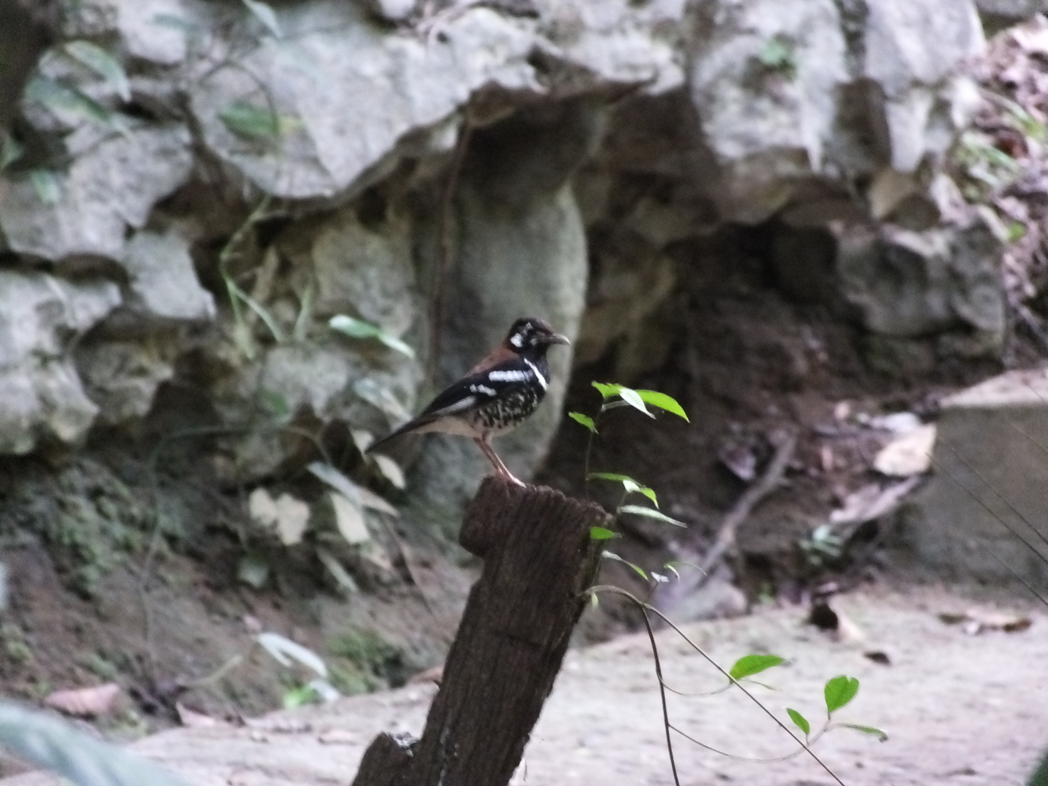 Red-backed Thrush (Geokichla erythronota), photo 6
