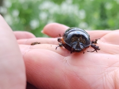 Xyloryctes thestalus