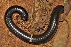 Doratogonus infragilis