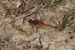 Sympetrum vicinum