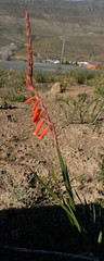 Watsonia aletroides