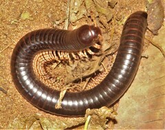 Doratogonus infragilis