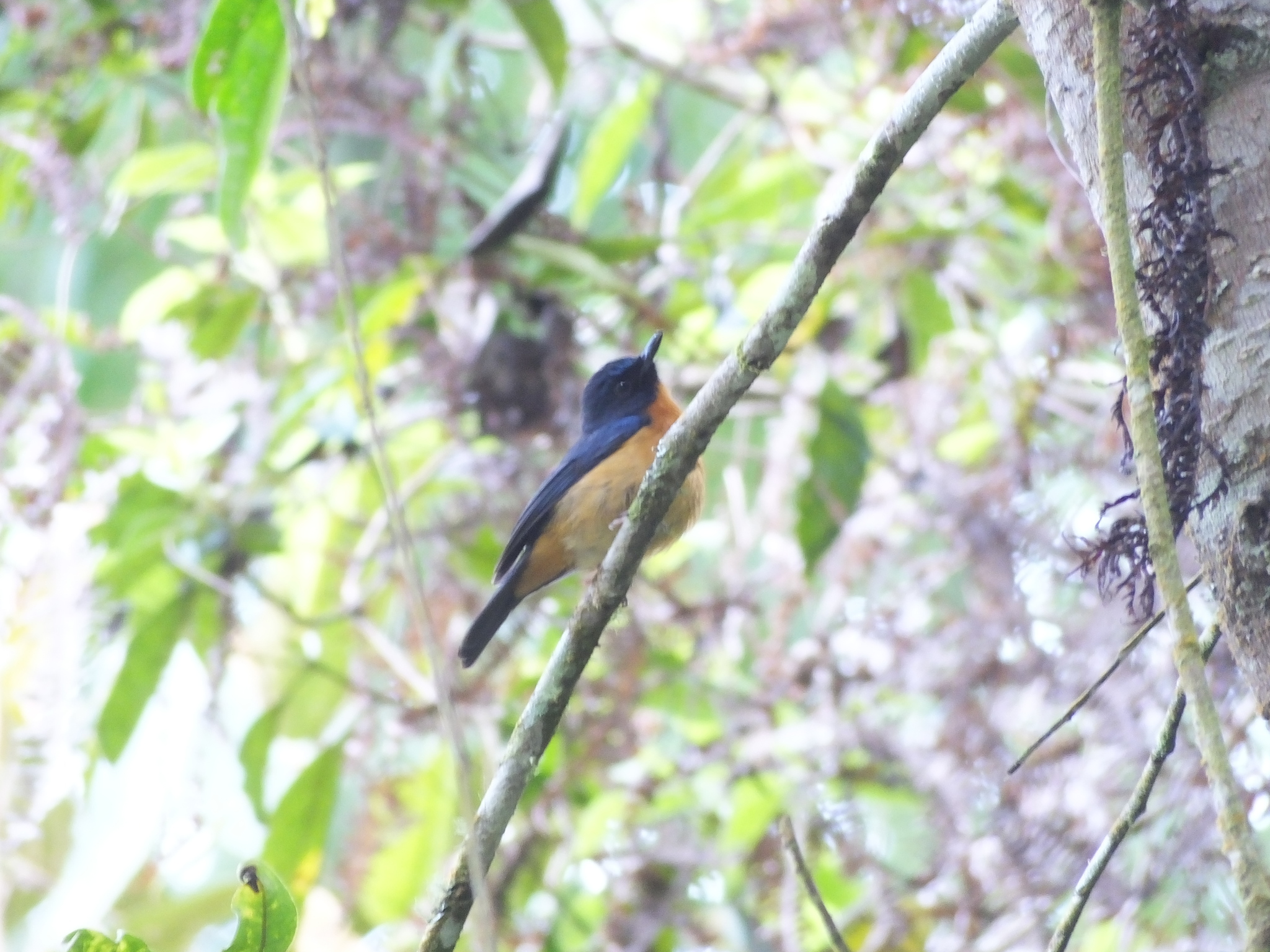 Sulawesi Blue Flycatcher illustration