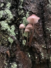 Mycena bulliformis