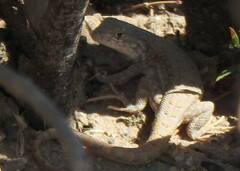 Liolaemus wiegmannii