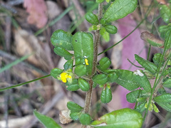 Hibbertia aspera