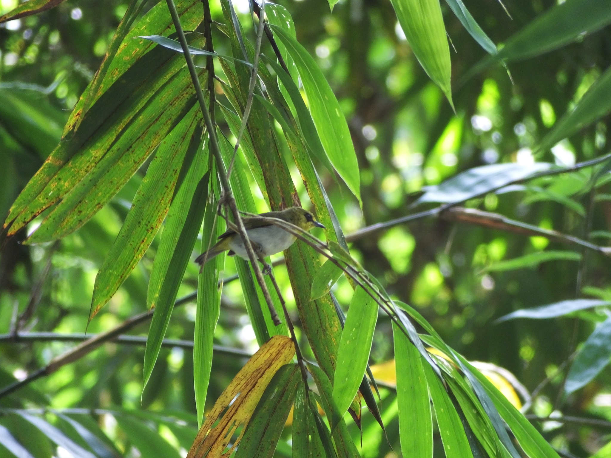 Black-ringed White-eye illustration