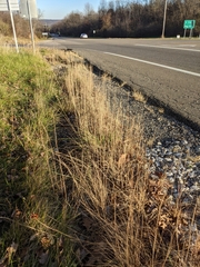 Sporobolus compositus